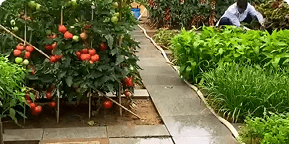 Horticulture