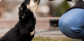 Animal Feed and Pet Care